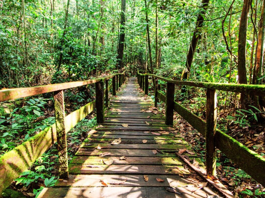 Trails in Borneo Jungle, Malaysia