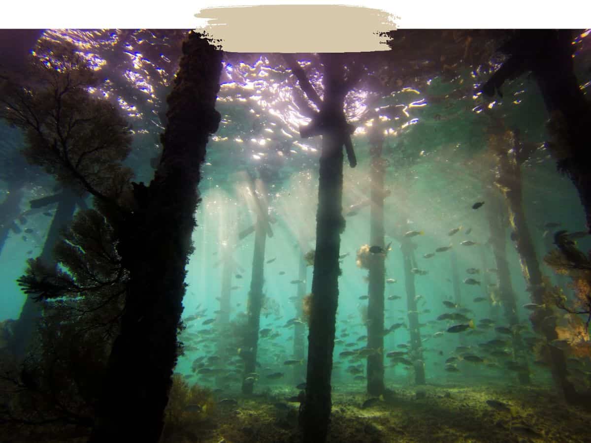 Underwater life in Borneo, Malaysia