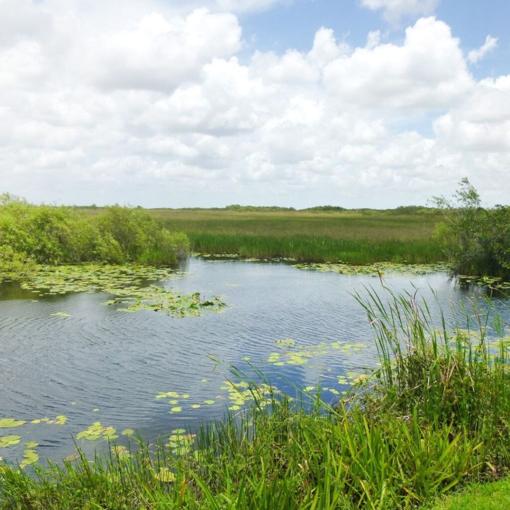 beautiful view of Homosassa State Park