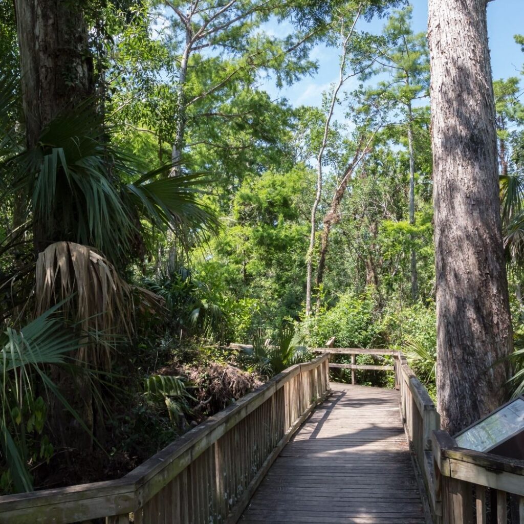 walking in Big Cypress National Reserve in Miami