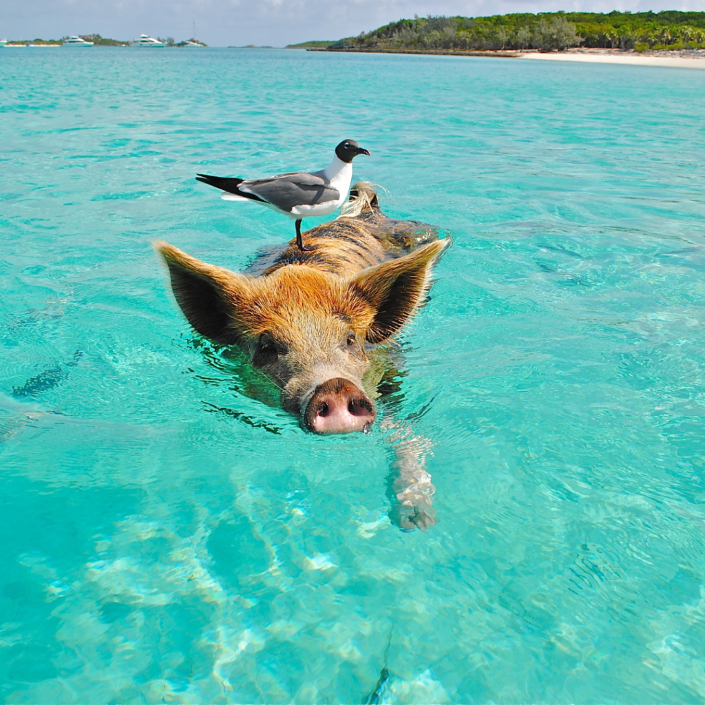 62 Unmissable Things To Do In The Bahamas