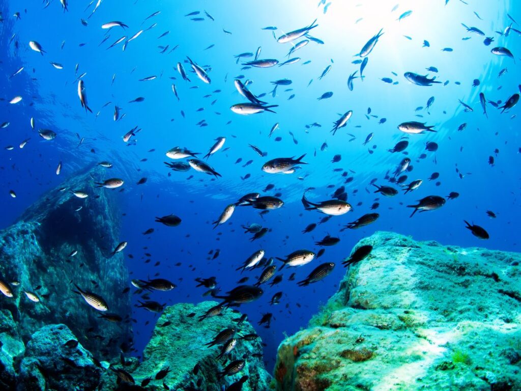 underwater Mediterranean Sea, diving, fish, Europe
