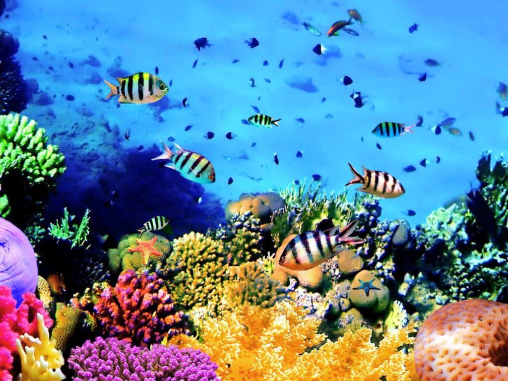 Diving in Hurghada, stunning coral reefs, Red Sea, Hurghada, Egypt