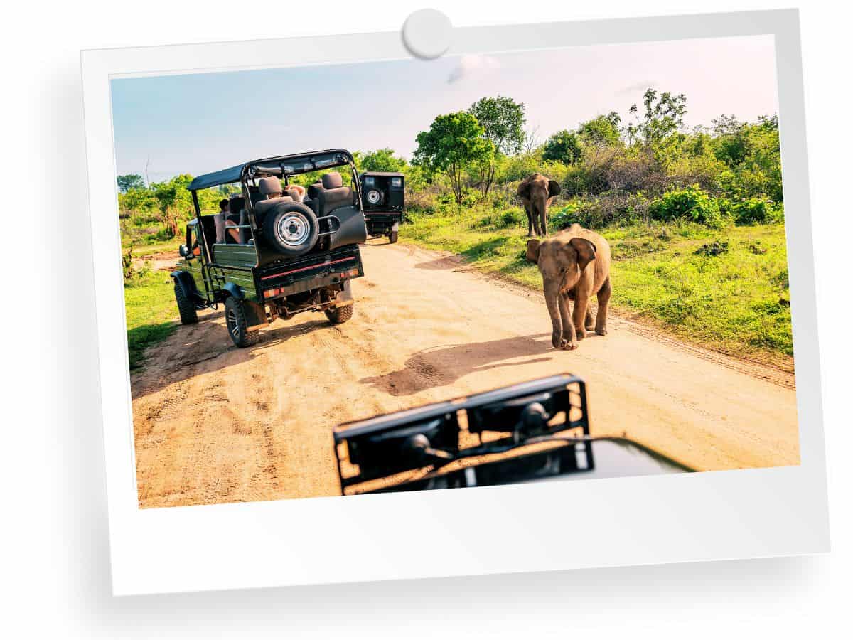 Safari Adventure on Travel Bucket List for 2024